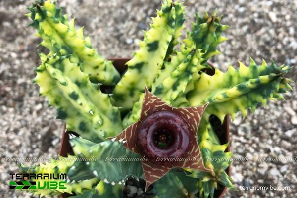 Xương Rồng Sao Biển 3 Huernia zebrina hợp terrarium mở, bố cục khô và đặt làm trung tâm