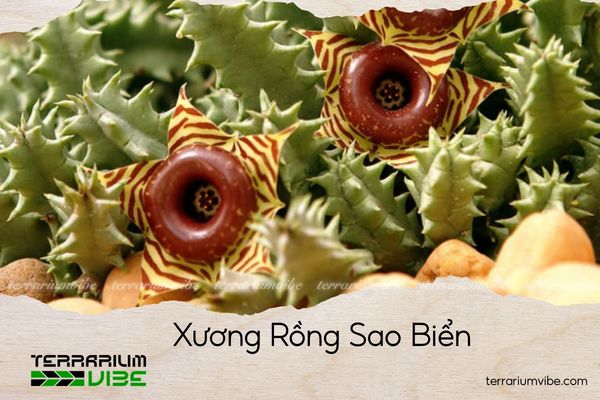 xuong-rong-sao-bien xương rồng sao biển