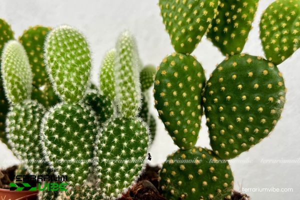 Xương Rồng Tai Thỏ 1 Đặc điểm hình dáng độc đáo của Xương Rồng Tai Thỏ