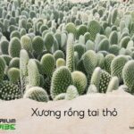 xương rồng tai thỏ