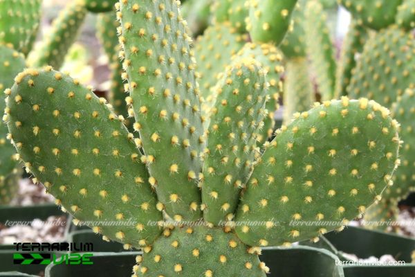 Xương Rồng Tai Thỏ 2 Xương rồng Tai Thỏ là loài ưa nắng, sống tốt trên đất cát khô