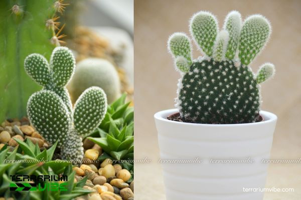 Xương Rồng Tai Thỏ 3 Xương rồng Tai Thỏ dễ phối cùng các loài cây cảnh khác trong hồ cạn