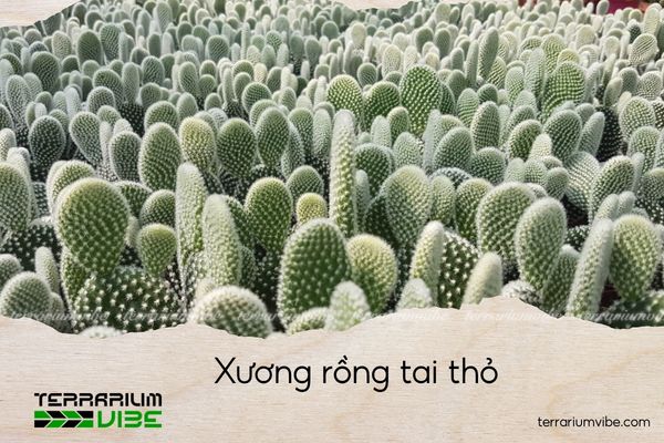 xuong-rong-tai-tho xương rồng tai thỏ