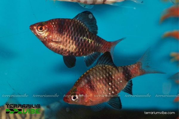 Black Ruby Barb 3 Black Ruby Barb phù hợp với môi trường nước ổn định và nhiều cây thủy sinh
