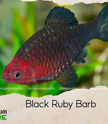 black ruby barb