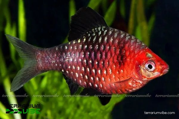 Black Ruby Barb 4 Mức giá tham khảo của Black Ruby Barb trên thị trường