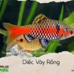 diếc vảy rồng