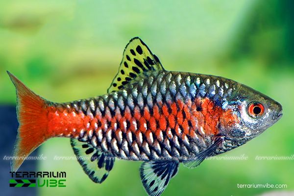 Diếc Vảy Rồng 2 Tìm hiểu về đặc tính và tập tính sinh trưởng của Diếc Vảy Rồng