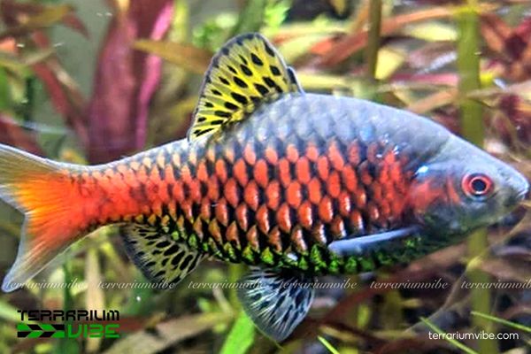 Diếc Vảy Rồng 4 Tham khảo mức giá của cá Diếc Vảy Rồng