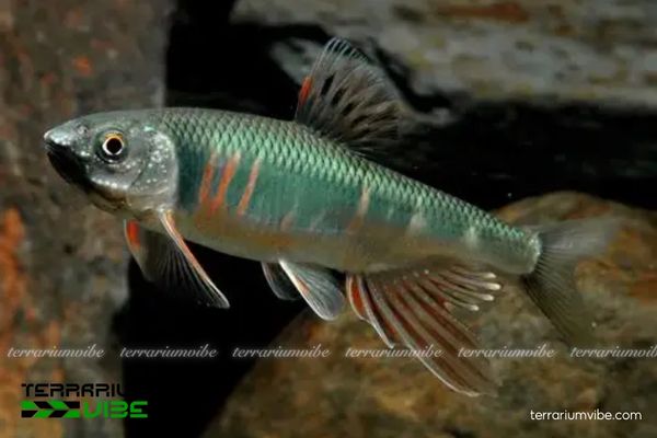 Cá Mương Hoa Trung 1 Đặc điểm hình thái sinh học đặc trưng của Cá Mương Hoa Trung