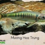 cá mương hoa trung