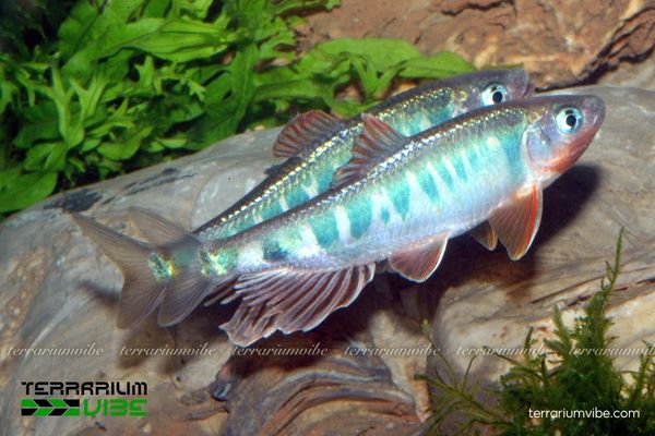 Cá Mương Hoa Trung 3 Duy trì nước sạch, giàu oxy để hạn chế bệnh và giúp cá ổn định lâu dài