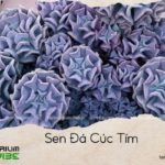 sen đá cúc tím