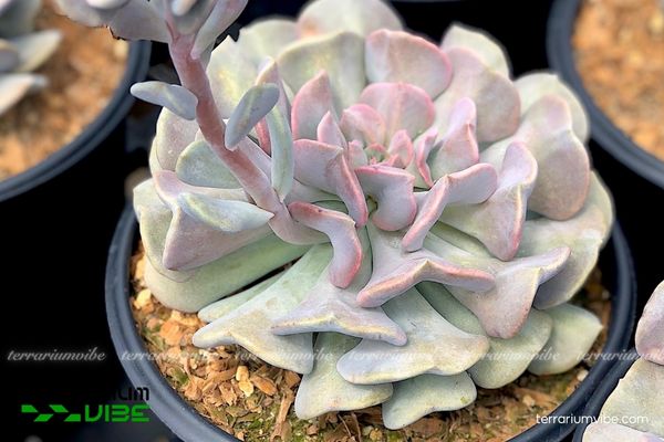 Sen Đá Cúc Tím 2 Sen Đá Cúc Tím có nguồn gốc từ Mexico, phát triển tốt trong môi trường khô ráo