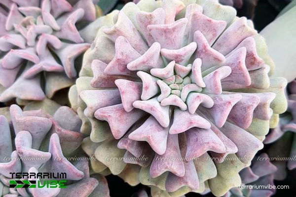 Sen Đá Cúc Tím 3 Sen Đá Cúc Tím phù hợp terrarium mở hoặc bán mở, nên đặt ở vị trí cao, thoáng