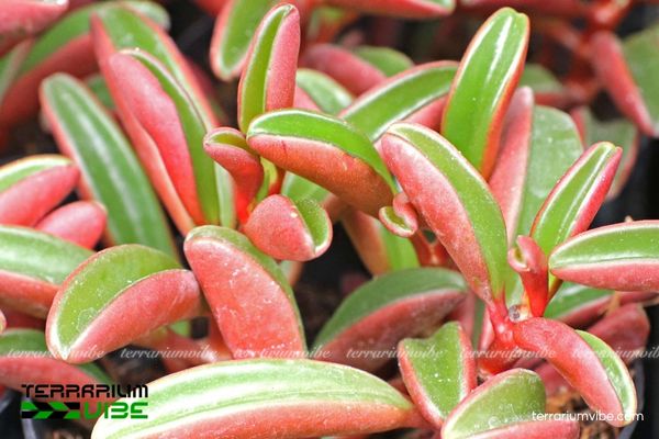 Sen Đá Đậu Đỏ 1 Đặc điểm hình dáng sinh học đặc trưng Sen Đá Đậu Đỏ