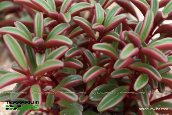 Sen Đá Đậu Đỏ 4 Điều kiện chăm sóc loài Sen Đá Đậu Đỏ trong làm tiểu cảnh