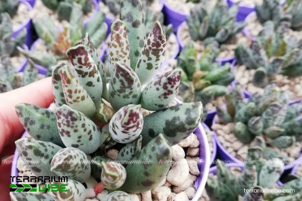 Sen Đá Hải Cẩu Đốm 2 Sen Đá Hải Cẩu Đốm sinh trưởng trong môi trường khô hạn