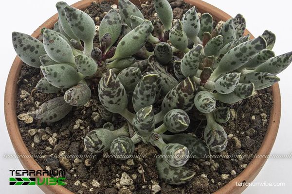 Sen Đá Hải Cẩu Đốm 4 Cách chăm sóc cơ bản Sen Đá Hải Cẩu Đốm trong làm terrarium