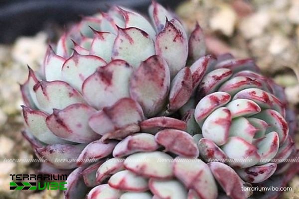 Sen Đá Hải Ly Hồng 1 Tìm hiểu về đặc điểm hình thái sinh học Sen Đá Hải Ly Hồng