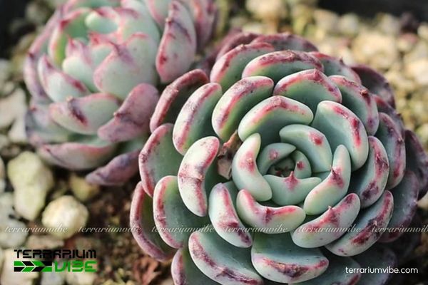 Sen Đá Hải Ly Hồng 3 Sen Đá Hải Ly Hồng phù hợp terrarium mở, bố cục khô