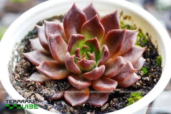 Sen Đá Nâu 1 Đặc điểm hình thái sinh học của cây Sen Đá Nâu