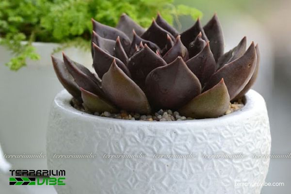 Sen Đá Nâu 4 Ánh sáng đủ, đất khô mới tưới và giữ thoáng để Sen Đá Nâu luôn khỏe