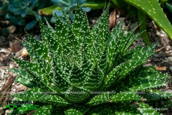 Sen Đá Sao Biển 2 Sen Đá Sao Biển là loài cây từ Nam châu Phi, ưa nắng và môi trường khô ráo