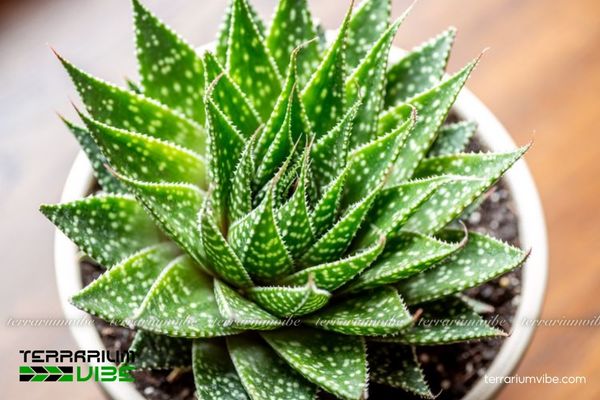 Sen Đá Sao Biển 4 Ánh sáng ổn định, tưới khi đất khô và thoát nước tốt để Sen Đá Sao Biển luôn khỏe