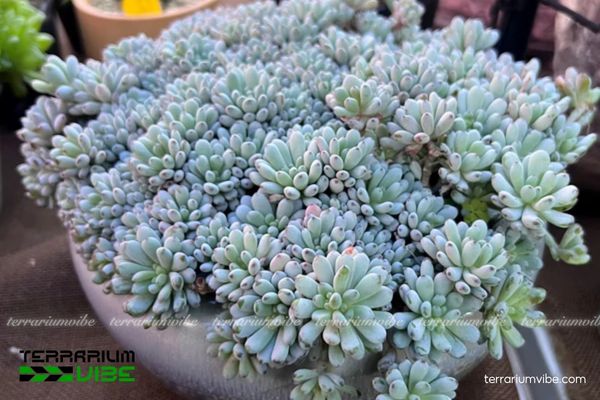 Sen Đá Trứng Cá 2 Sen đá trứng cá sống ở các vùng khô hạn, sinh trưởng tốt trên đất sỏi nhiều nắng