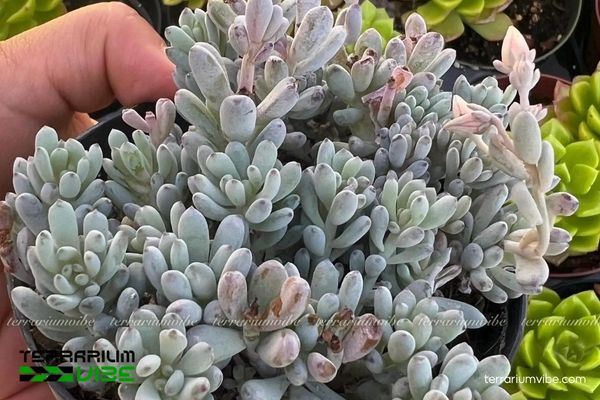 Sen Đá Trứng Cá 4 Sen đá trứng cá trong terrarium ưa khô thoáng, ánh sáng gián tiếp mạnh