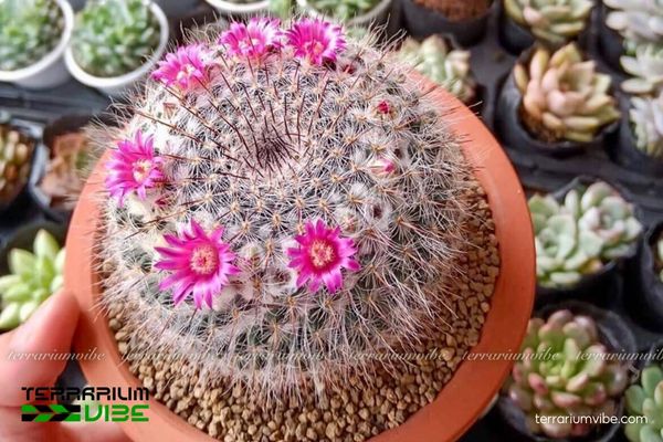 Xương Rồng Bánh Sinh Nhật 3 Xương Rồng Bánh Sinh Nhật kết hợp sỏi, cát và đá tạo bố cục khô thoáng