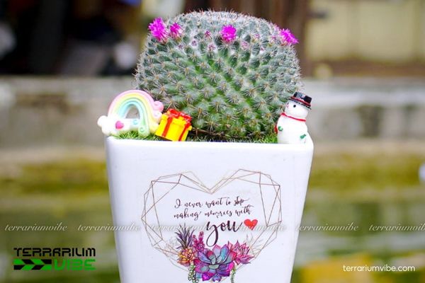 Xương Rồng Bánh Sinh Nhật 4 Cách chăm sóc cơ bản Xương Rồng Bánh Sinh Nhật làm tiểu cảnh