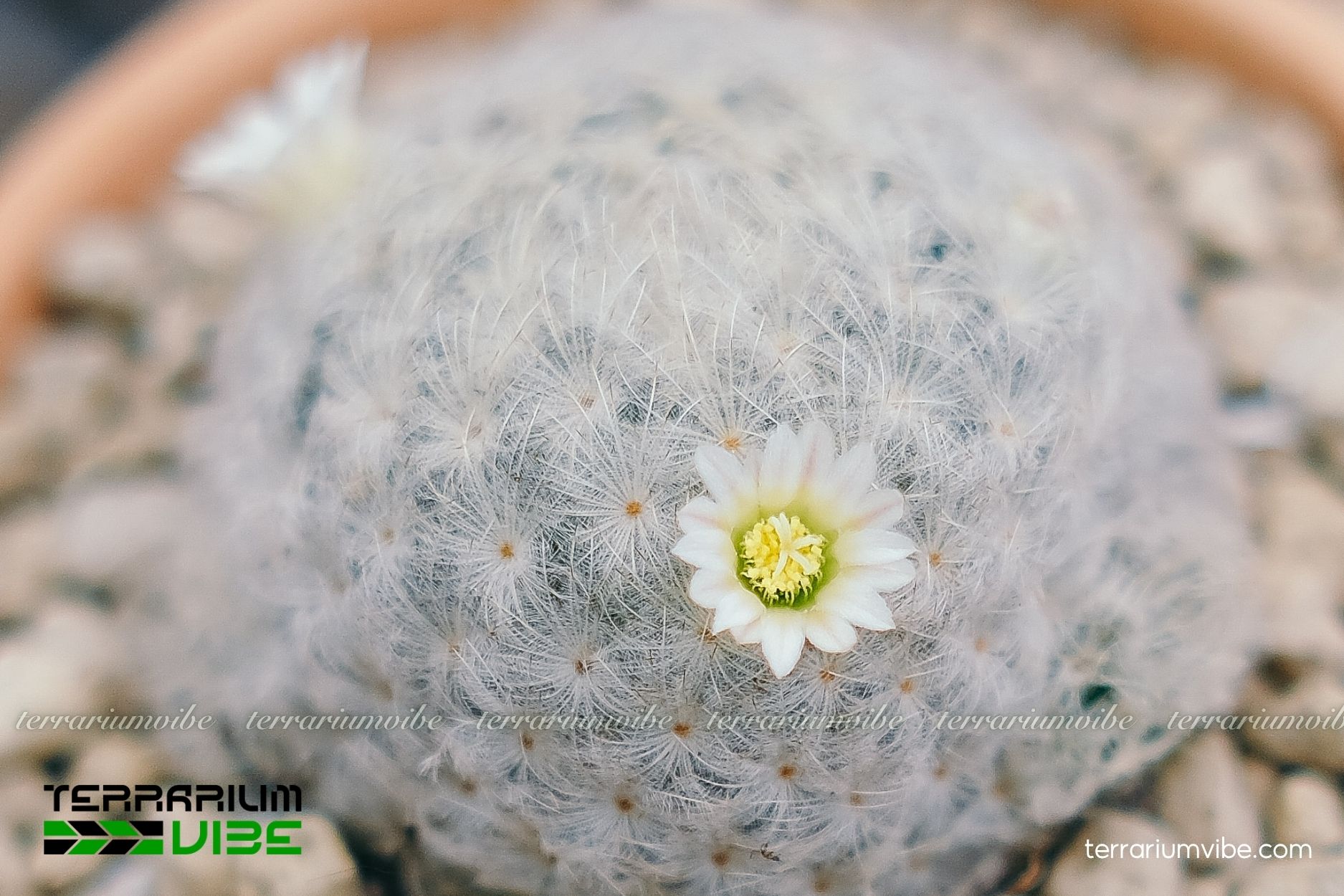 Xương Rồng Bông Gòn 2 Xương Rồng Bông Gòn sống môi trường ưa nắng, chịu hạn tốt