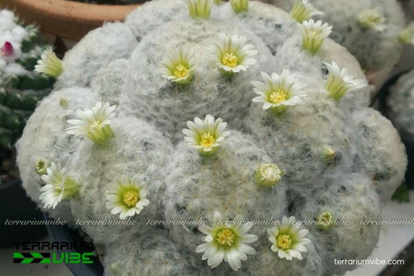 Xương Rồng Bông Gòn 3 Xương Rồng Bông Gòn ưa nắng, hợp terrarium mở, nền khô thoáng