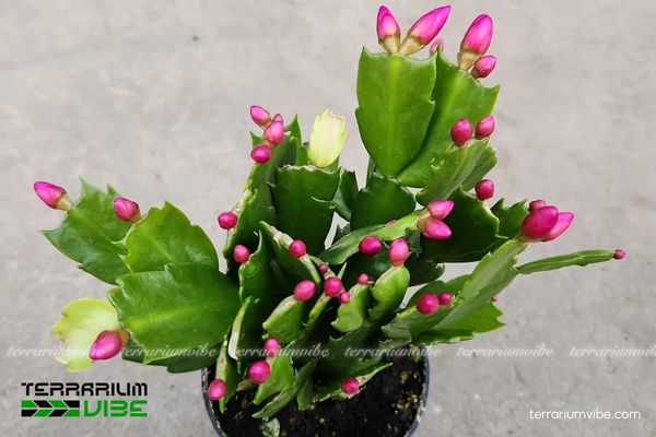 Xương Rồng Càng Cua 2 Xương Rồng Càng Cua sống trong rừng nhiệt đới Brazil, ưa ẩm và ánh sáng tán xạ