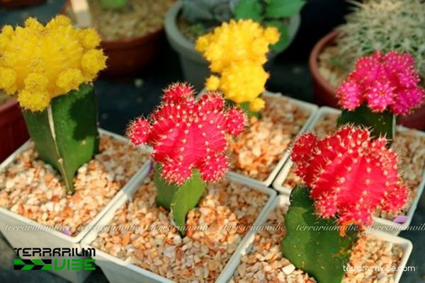 Xương Rồng Hồng Ngọc 1 Hình thái sinh học đặc biệt của Xương Rồng Hồng Ngọc