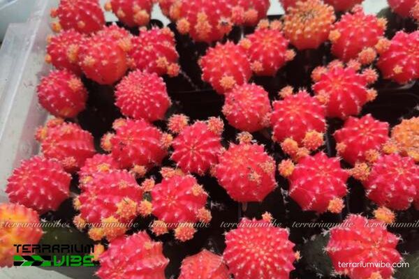 Xương Rồng Hồng Ngọc 4 Cách chăm sóc cơ bản của Xương Rồng Hồng Ngọc