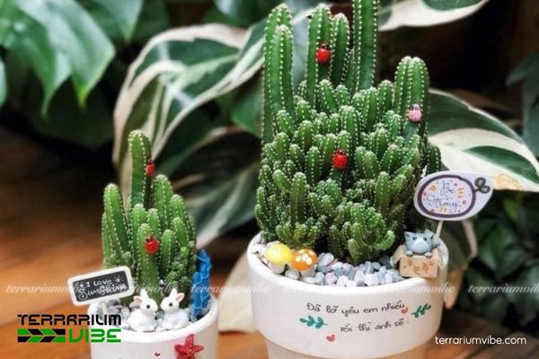 Xương Rồng Thanh Sơn 1 Đặc điểm hình thái sinh học của Xương Rồng Thanh Sơn