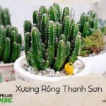 xương rồng thanh sơn