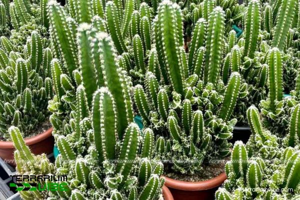 Xương Rồng Thanh Sơn 2 Xương Rồng Thanh Sơn chịu hạn tốt, thích nghi nắng gắt nhờ khả năng tích nước