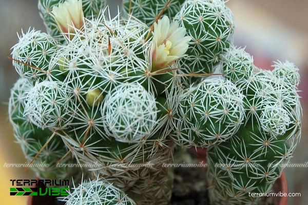 Xương Rồng Trứng Chim 1 Đặc điểm hình dáng sinh học của Xương Rồng Trứng Chim