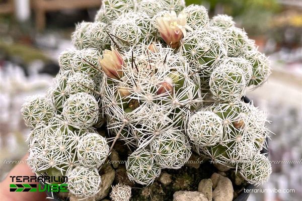 Xương Rồng Trứng Chim 4 Cách chăm sóc cơ bản Xương Rồng Trứng Chim trong terrarium