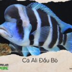 cá ali đầu bòcá ali đầu bò