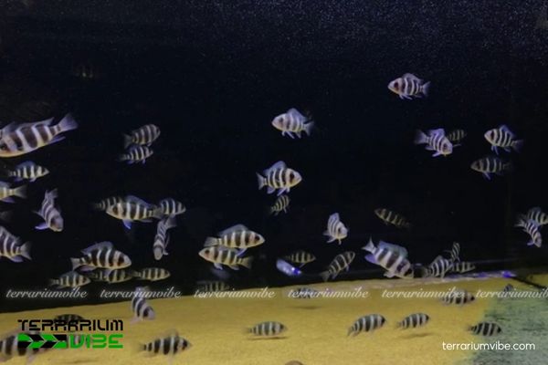 Cá Ali Đầu Bò 2 Đặc điểm hình thái, tập tính sống và sinh sản của Ali Đầu Bò
