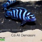 cá ali demasoni