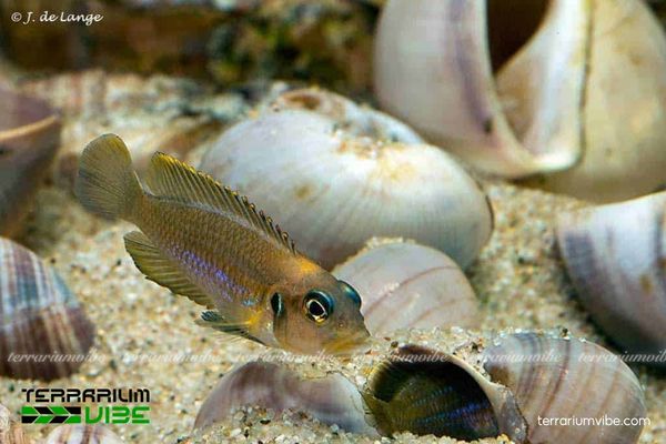 Cá Ali Vỏ Ốc 1 Tìm hiểu sơ lược đặc điểm sinh học của cá Ali Vỏ Ốc