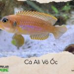 cá ali vỏ ốc