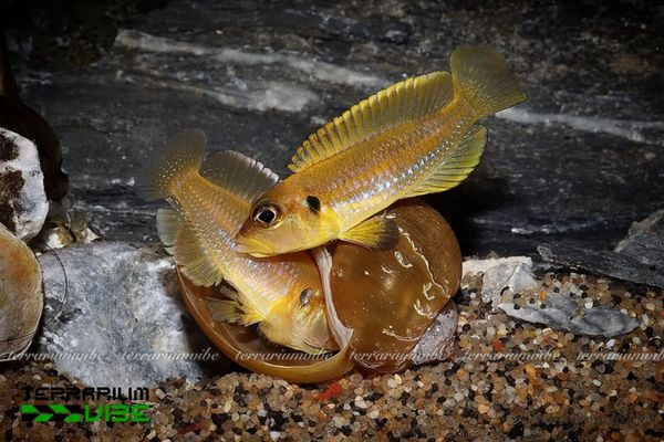 Cá Ali Vỏ Ốc 2 Đặc điểm hình thái và tập tính sống thú vị Tìm hiểu sơ lược đặc điểm sinh học của cá Ali Vỏ Ốc