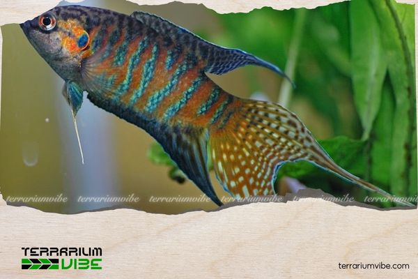 Cá Betta 5k 1 Cá Betta có nguồn gốc từ khu vực Đông Nam Á